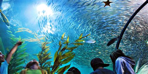 $17 – Aquarium of the Bay: Visit Any Day of 2017, Reg. $25 | Travelzoo