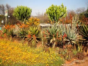 Cactus Jungle - San Francisco Bay Area - South African Succulents in ...