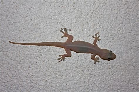 Common House Gecko Facts and Pictures