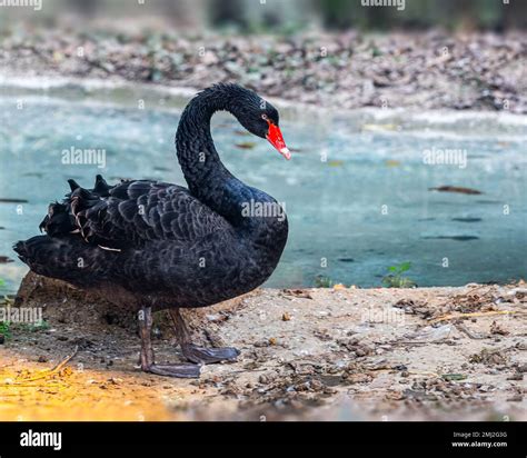 A Black Swan near a lake Stock Photo - Alamy