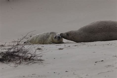 Kegelrobben - Muttertier mit Baby (grey seal), Düne Helgol… | Flickr