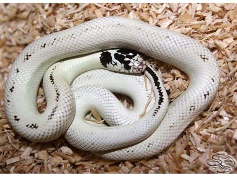 11 Cool California Kingsnake Morphs With Pictures