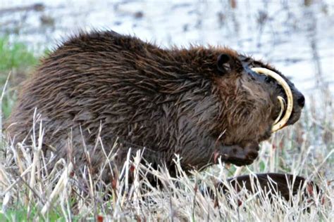 Whoa! Capybara’s Teeth Are Amazing – 6 Unusual Facts About Them – UntamedAnimals.com