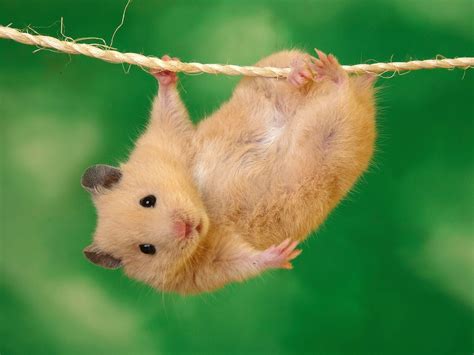 Funny Hamster Wallpapers - WallpaperSafari