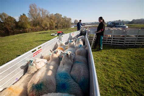 Sheep Handling Equipment and Systems | Wise Agriculture