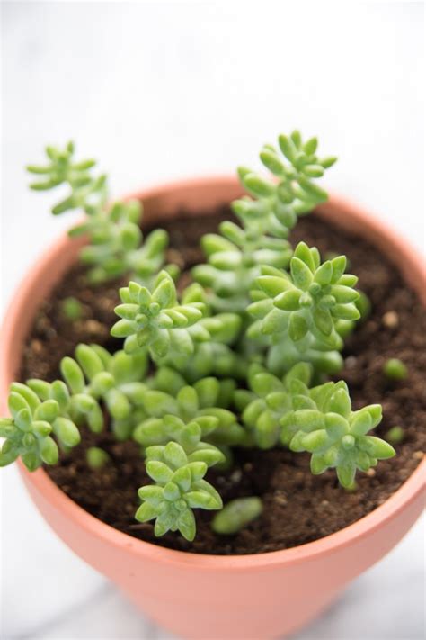 10 Easy Houseplants to Grow — Even With a Black Thumb! - Gardening Viral