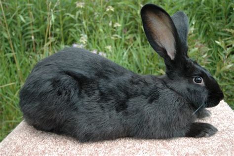 Flemish Giant Rabbits | USA Rabbit Breeders