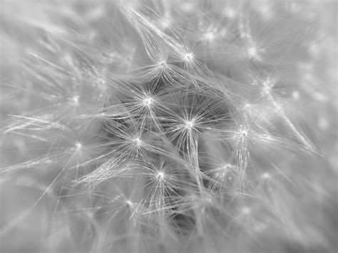 Dandelion macro