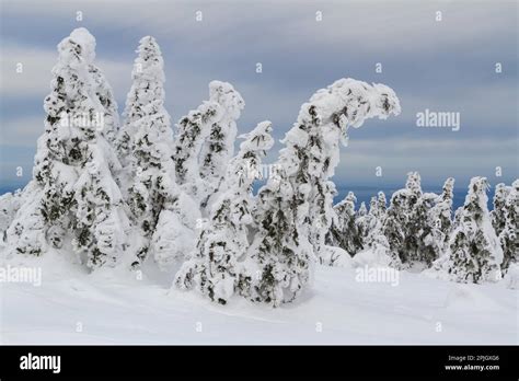 Harz National Park View from the Brocken Plateau Stock Photo - Alamy