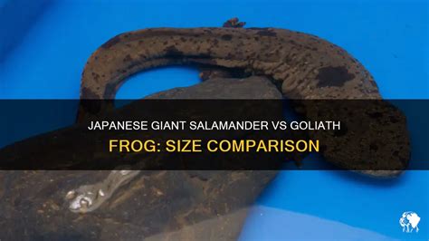 Japanese Giant Salamander Vs Goliath Frog: Size Comparison | PetShun