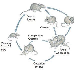 What Is The Life Cycle Of A House Mouse | Precious Pets