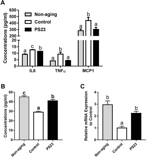 Lactobacillus paracasei PS23 decelerated age-related muscle loss by ensuring mitochondrial ...