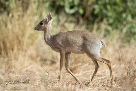 A Dik Dik antelope stock photo. Image of nature, africa - 49603706