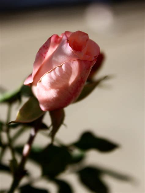 Pink Rosebud Picture | Free Photograph | Photos Public Domain