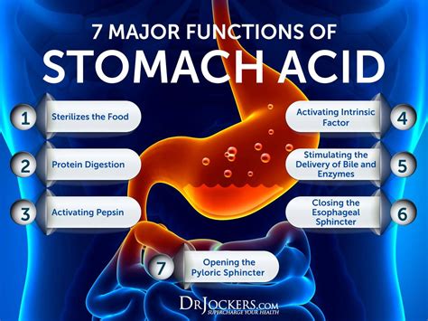 Hydrochloric Acid In The Stomach