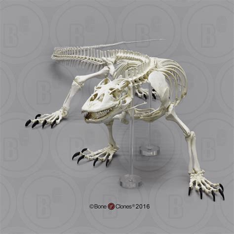 Articulated Komodo Dragon Skeleton - Bone Clones - Osteological ...