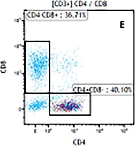 Anti-CD3 epsilon Antibody (MAB100): R&D Systems