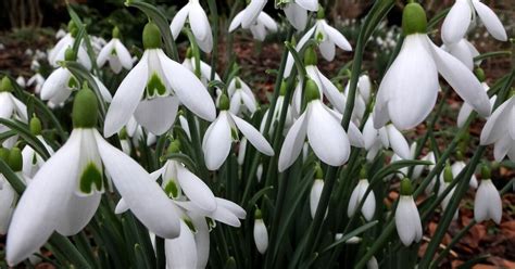 Scottish Snowdrop Festival | National Trust for Scotland