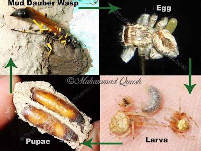 Mud Dauber Wasp Life Cycle | Nature, Cultural, and Travel Photography Blog