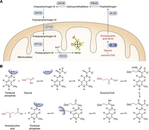 Structural basis for dysregulation of aminolevulinic acid synthase in human disease - Journal of ...