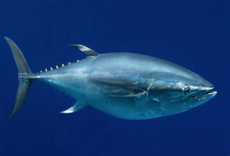 Bluefin tuna sells for $632,000, but is that worth celebrating? - Men's ...