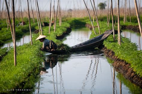 Floating gardens | Flickr - Photo Sharing! Aquaponics Fish, Hydroponics, Reeds Plants ...