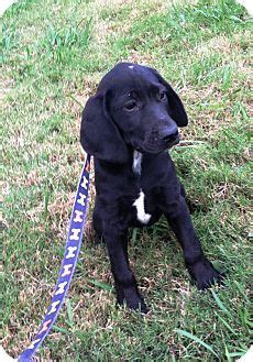 Bloodhound/Labrador Retriever Mix Puppy for adoption in Starkville, Mississippi - Daphne | Puppy ...