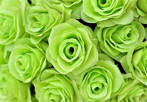 Green Roses Wallpapers