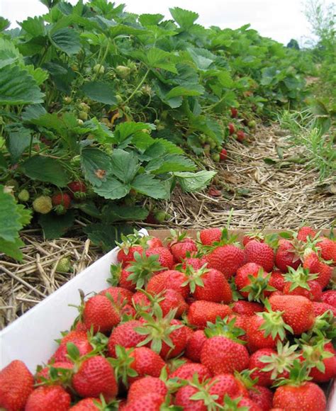 Well come to AgriBioWorld: STRAWBERRY CULTIVATION AND ECONOMICS OF A ...