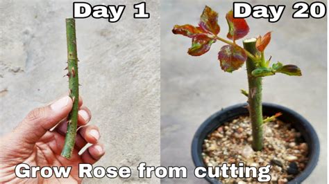 How To Grow Roses From Roses at Grace Buchanan blog