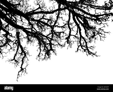 Leaf less tree landscape Black and White Stock Photos & Images - Alamy