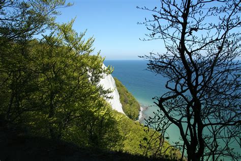 Free download | HD wallpaper: white cliffs, rügen, painting, tree, plant, beauty in nature ...