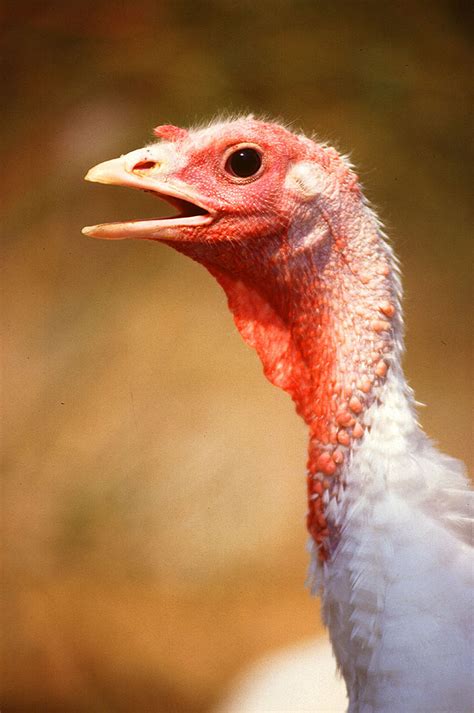 Smithsonian Insider – Today’s domestic turkeys are genetically distinct ...