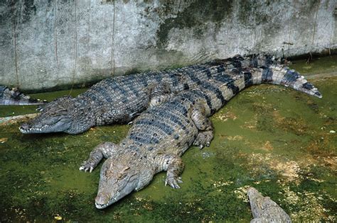 Philippine Crocodile | The Life of Animals