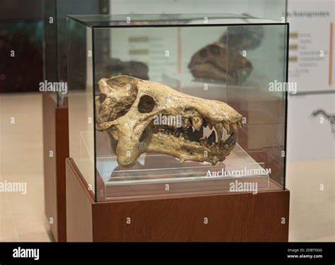 Archaeotherium skull fossil in display at the Chicxulub Crater museum in Yucatan, Mexico Stock ...