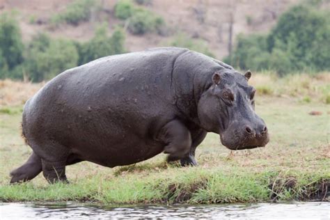 How fast are hippos? Interesting facts about their speed