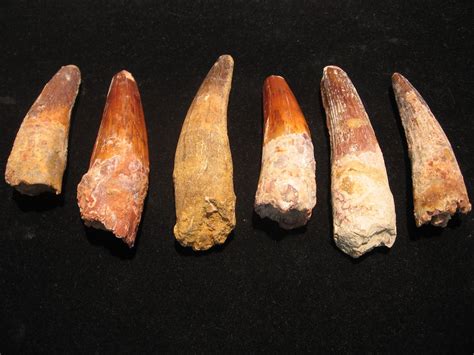 Fossils & Antiques: Dinosaur tooth / teeth for sale