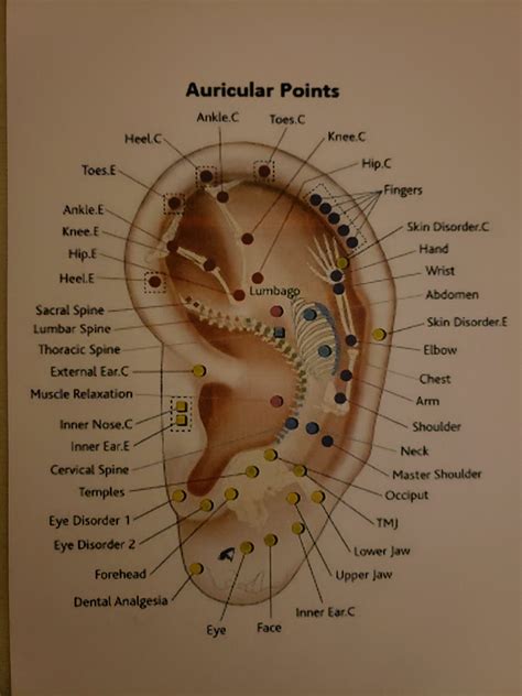 Auricular acupuncture map