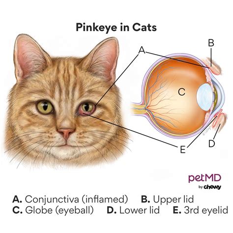 Are Cat Eye Infections Contagious To Dogs