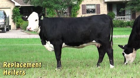 Black Hereford Heifers at Lide's Triple L Ranch, Mexia, Texas. - YouTube