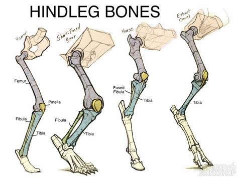 animal anatomy for artists - Поиск в Google Leg Anatomy, Anatomy Poses, Animal Anatomy, Anatomy ...