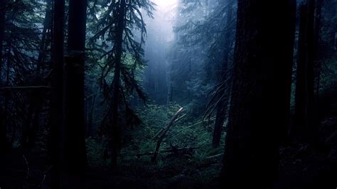 Night Forest Trees Wallpapers HD / Desktop and Mobile Backgrounds