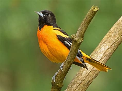 Baltimore Oriole Migration: A Complete Guide | Birdfact