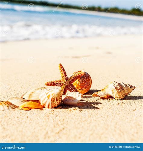 Starfish on the Beach stock photo. Image of shells, seascape - 31274040