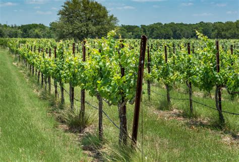 The Best Fredericksburg Wineries to Tantalize Your Tastebuds | Perry Homes