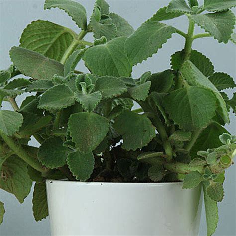 Potted Ajwain Plant | Gift Ajwain plant in a ceramic vase - Ferns N Petals