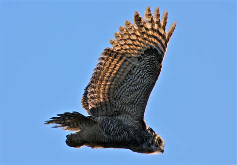 Great Horned Owl in flight image - Free stock photo - Public Domain photo - CC0 Images