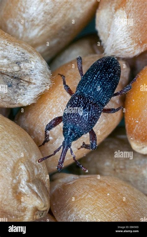 Wheat weevil, Granary weevil, Grain weevil (Sitophilus granarius, Calandra granaria, Curculio ...