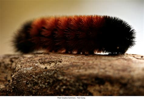 Winter Species - Woolly Bear Caterpillar - Hamilton College