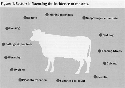 Mastitis In Cows Treatment - Captions Quotes